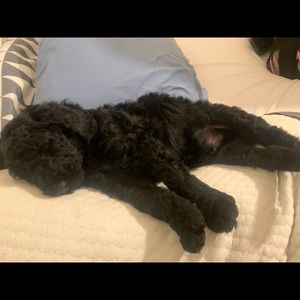 Meet your Posher, Hunter